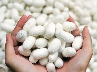 بیش از هزار کیلوگرم پیله‌تر ابریشم، حاصل نوغانداری پاییزه در گیلان