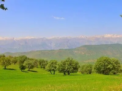 ناظر مردمی طرح یک میلیارد درخت در استان خوزستان منصوب شد