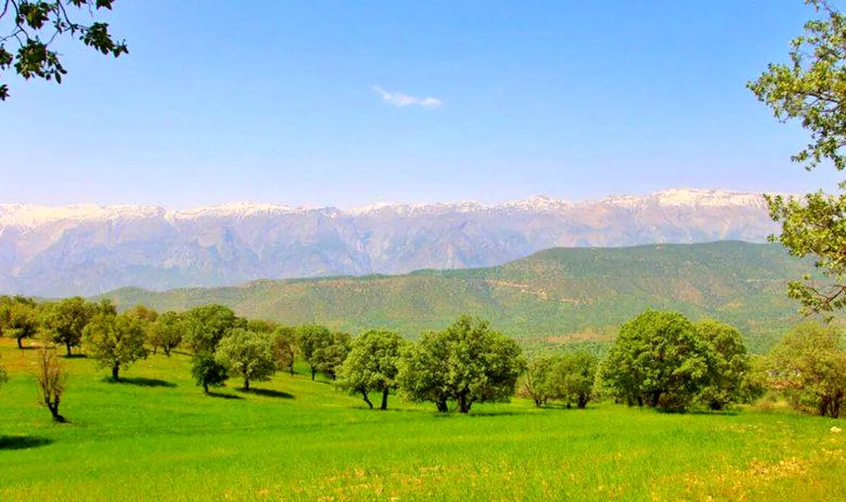 ناظر مردمی طرح یک میلیارد درخت در استان خوزستان منصوب شد