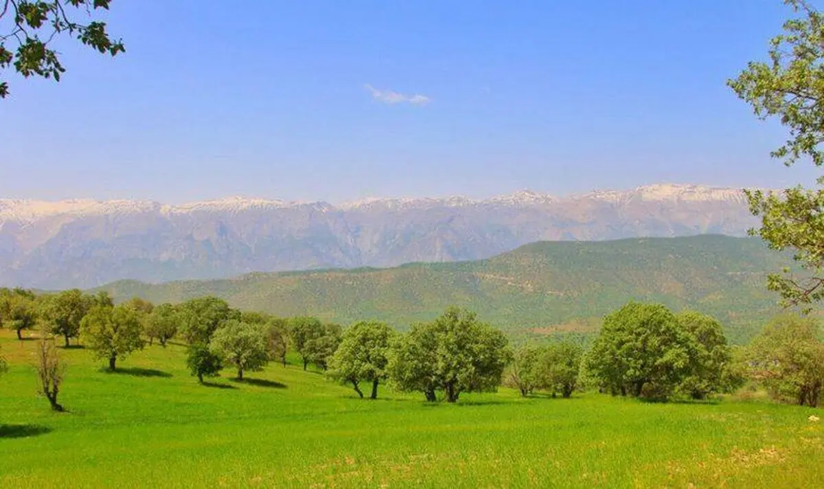 ناظر مردمی طرح یک میلیارد درخت در استان خوزستان منصوب شد