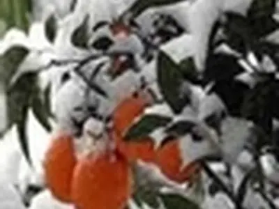 خسارت‌دیدگان برف و سرما در رودسر تسهیلات می گیرند