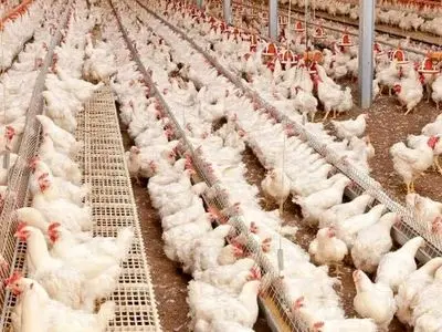 آغاز تولید قراردادی مرغ در گیلان