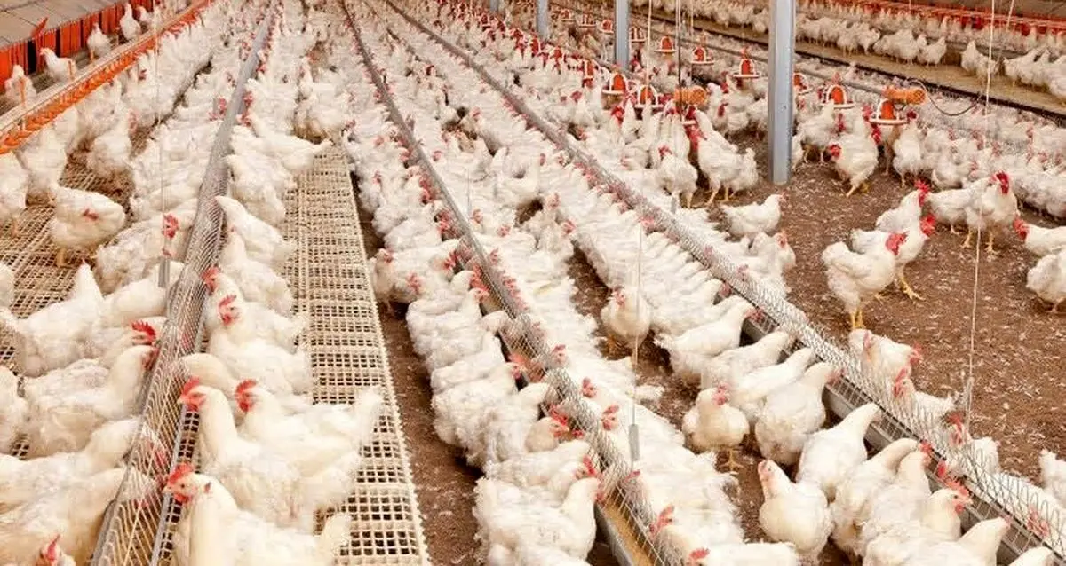 آغاز تولید قراردادی مرغ در گیلان