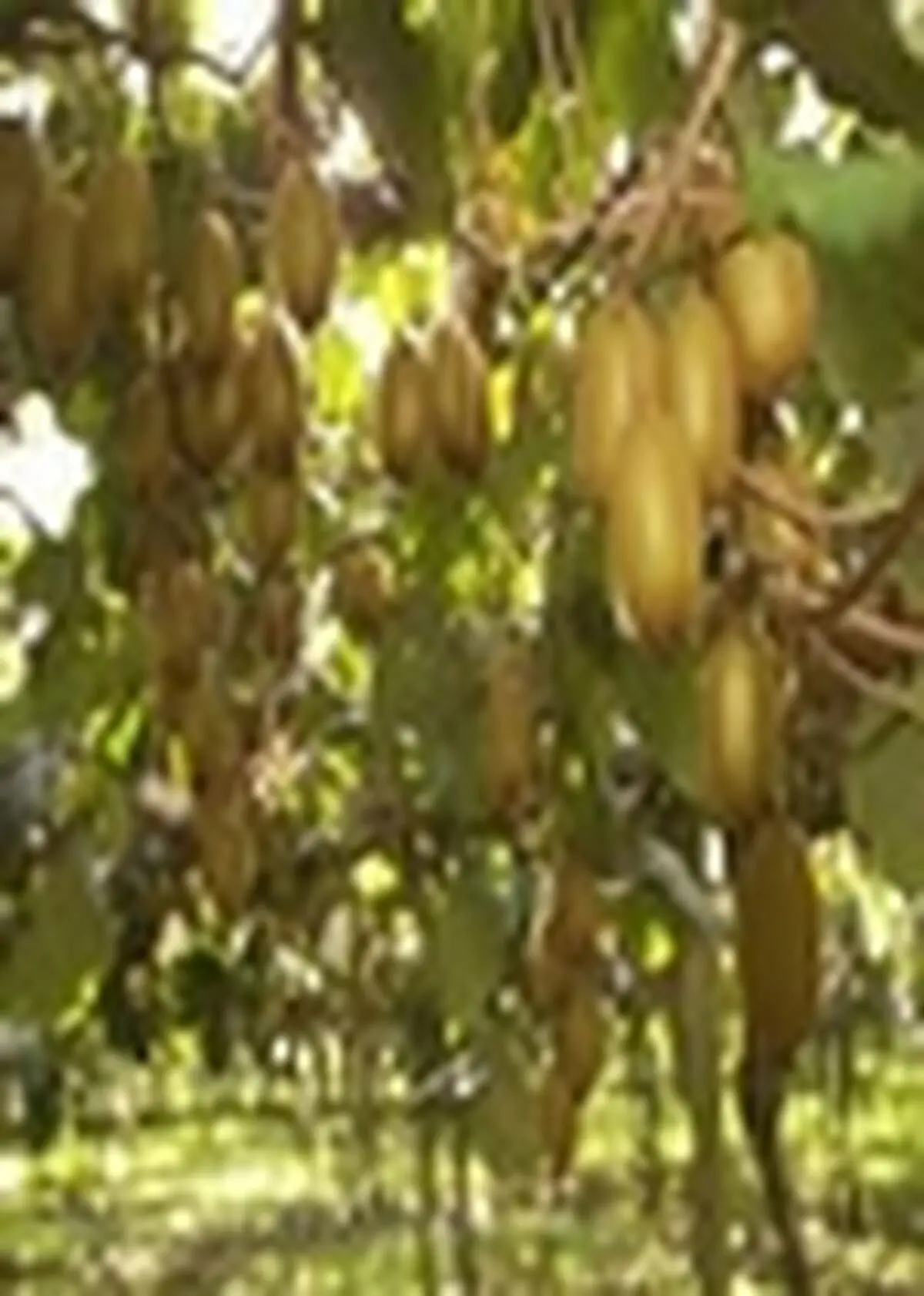 جهاد کشاورزی مازندران نسبت به خطر بیماری کپک خاکستری کیوی هشدار داد