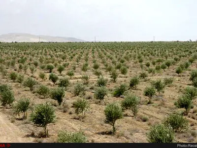 زیتون نر نداریم؛ معاون وزیر دروغ گفت/ اجرای عجولانه، طرح طوبی را به انحراف کشاند