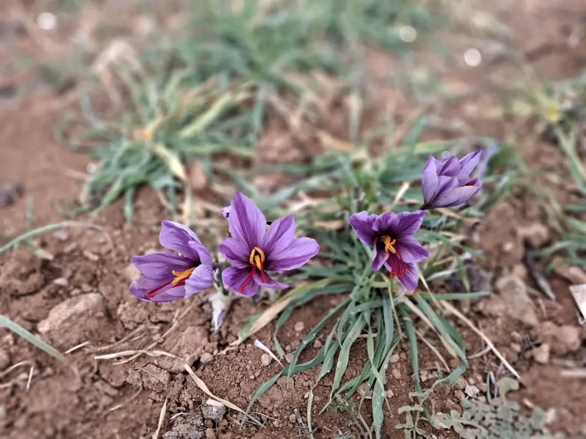 بیش از ۵۰ کیلو گرم زعفران از مزارع شهرستان اردل برداشت می شود