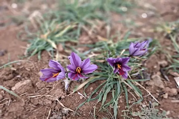 بیش از ۵۰ کیلو گرم زعفران از مزارع شهرستان اردل برداشت می شود