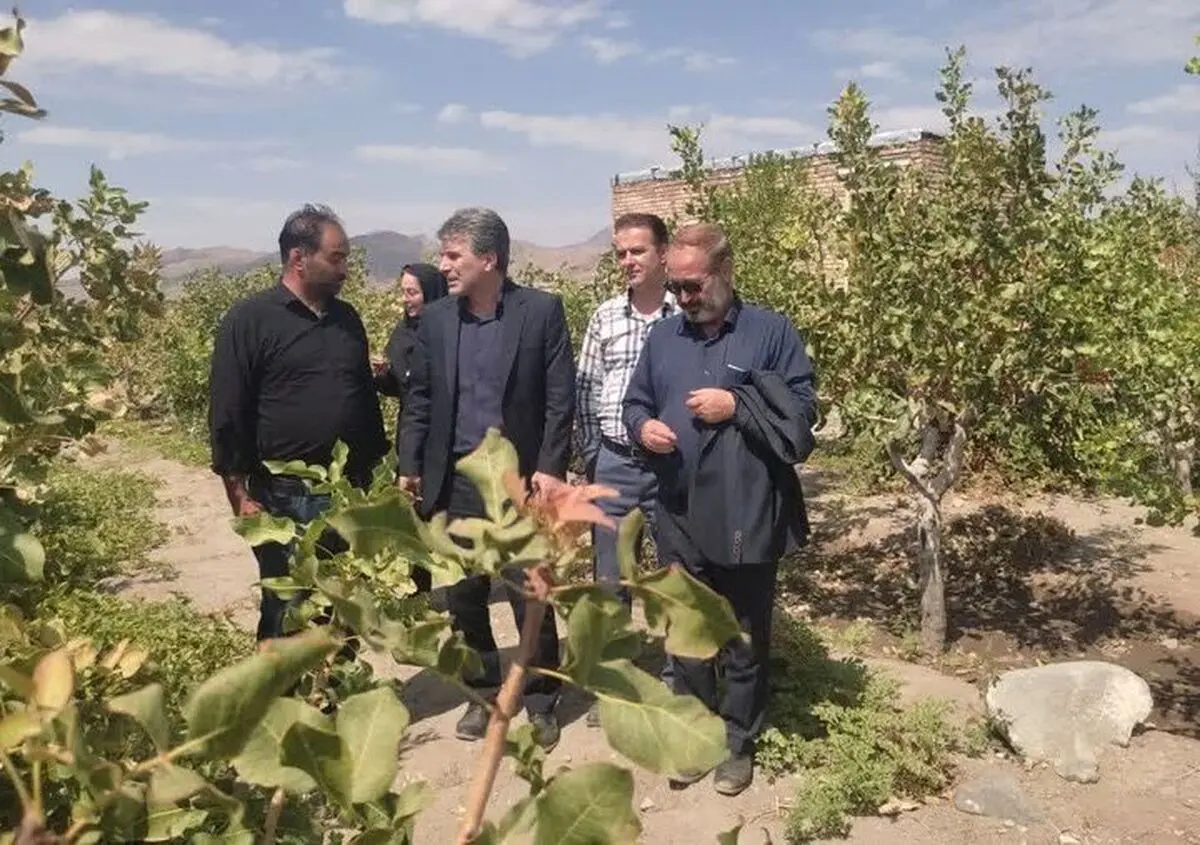 سطح زیرکشت پسته در آذربایجان‌شرقی به ۳۸۰۸ هکتار رسید
