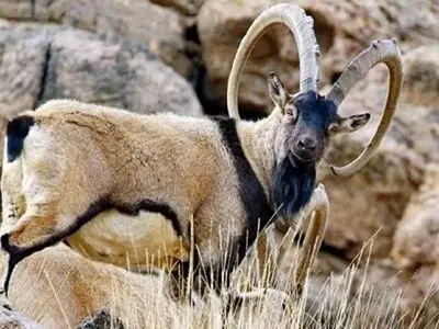 دستگیری شکارچی کل وحشی در بندرخمیر