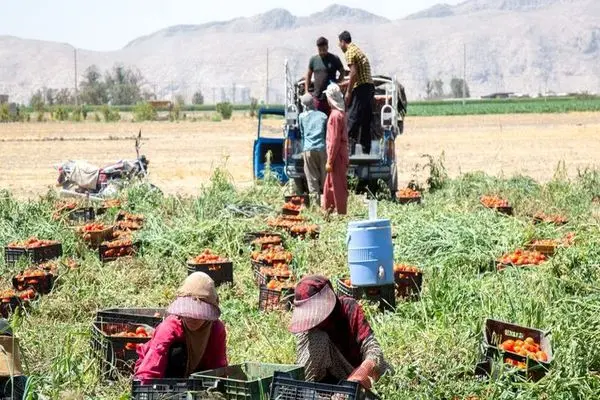 تسهیلات کم بهره به کشاورزان جنوب کرمان هم تعلق گیرد/ احداث سد در شهر رمشک، ضروری است