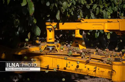 برداشت گردو اصلاح شده با دستگاه مکانیزه 