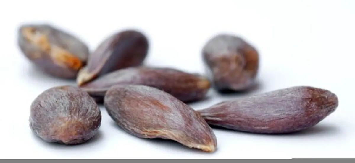 خوردن این دانه خطر مرگ را در پی دارد