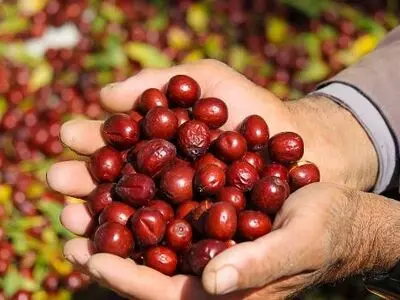 افزایش مدت زمان نگهداری عناب تازه با این پوشش خوراکی