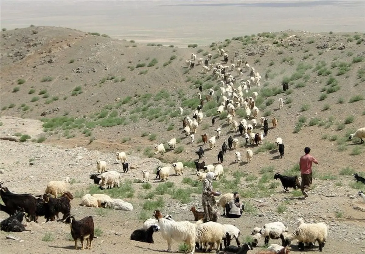 تداوم خشکسالی و چرای بی‌رویه دام در مراتع سرخس/ فرماندار: ورود عشایر به مراتع سرخس ممنوع نیست