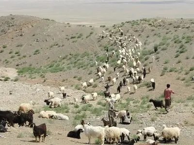 تداوم خشکسالی و چرای بی‌رویه دام در مراتع سرخس/ فرماندار: ورود عشایر به مراتع سرخس ممنوع نیست