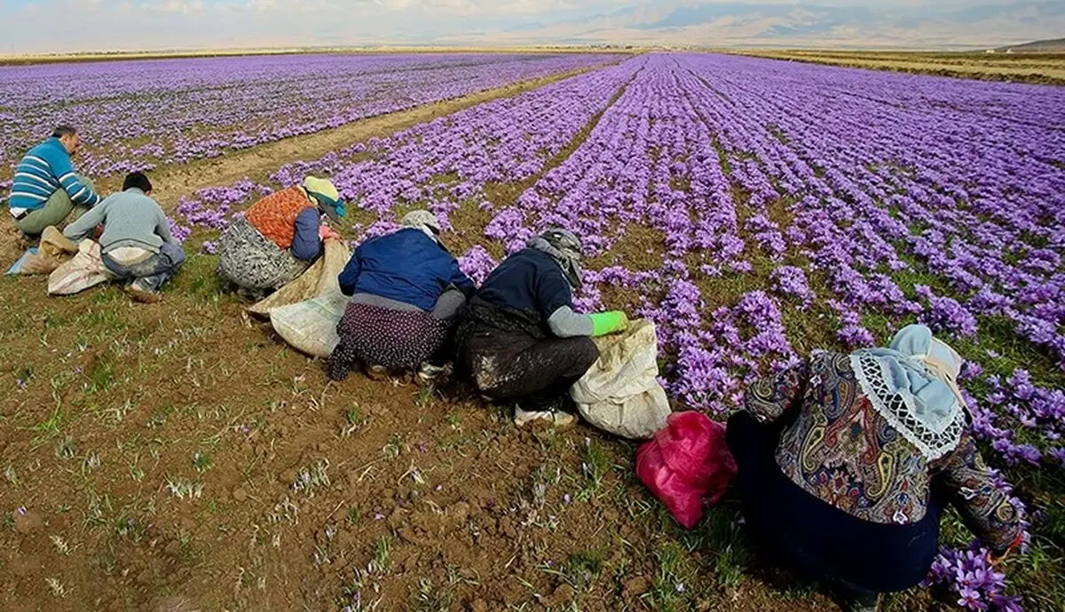 آغاز طرح خرید حمایتی زعفران در تربت‌حیدریه