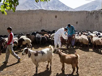 واکسیناسیون بیش از ۱۱.۵ میلیون رأس دام در آذربایجان‌غربی / تداوم کشتار غیرمجاز دام، چالشی جدی دامپزشکی در استان است
