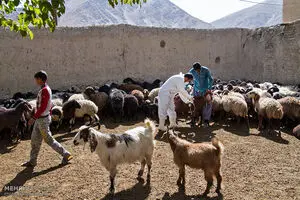 واکسیناسیون بیش از ۱۱.۵ میلیون رأس دام در آذربایجان‌غربی / تداوم کشتار غیرمجاز دام، چالشی جدی دامپزشکی در استان است