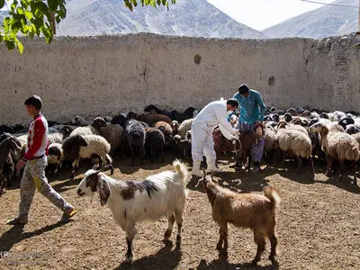 واکسیناسیون بیش از ۱۱.۵ میلیون رأس دام در آذربایجانغربی / تداوم کشتار غیرمجاز دام، چالشی جدی دامپزشکی در استان است