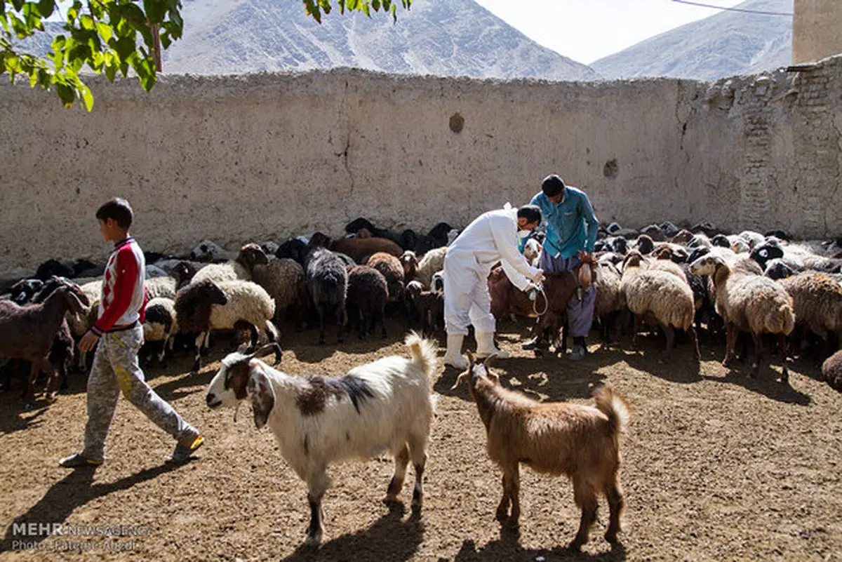 واکسیناسیون بیش از ۱۱.۵ میلیون رأس دام در آذربایجان‌غربی / تداوم کشتار غیرمجاز دام، چالشی جدی دامپزشکی در استان است