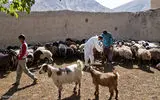 واکسیناسیون بیش از ۱۱.۵ میلیون رأس دام در آذربایجان‌غربی / تداوم کشتار غیرمجاز دام، چالشی جدی دامپزشکی در استان است