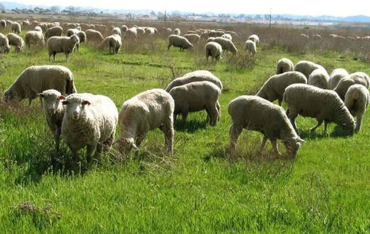 افزایش نگران کننده اجاره مزارع سبز گندم برای چرای دام/ دامداران نهاده ندارند؛ کشاورزان ناامید از نرخ مصوب