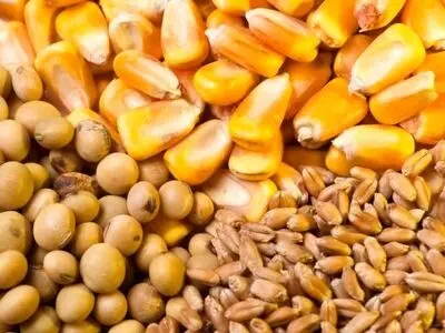 نیاز ماهانه 1 میلیون تن نهاده دامی در کشور