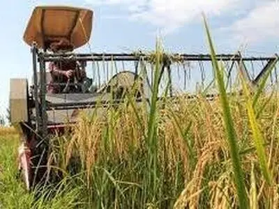 برداشت بیش از 200 هزار هکتار از شالیزارهای گیلان 
