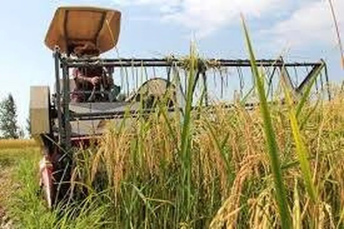برداشت بیش از 200 هزار هکتار از شالیزارهای گیلان 