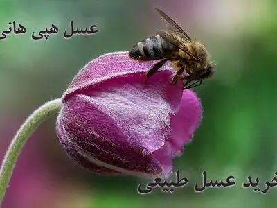 معرفی هپی هانی برای خرید اینترنتی عسل طبیعی