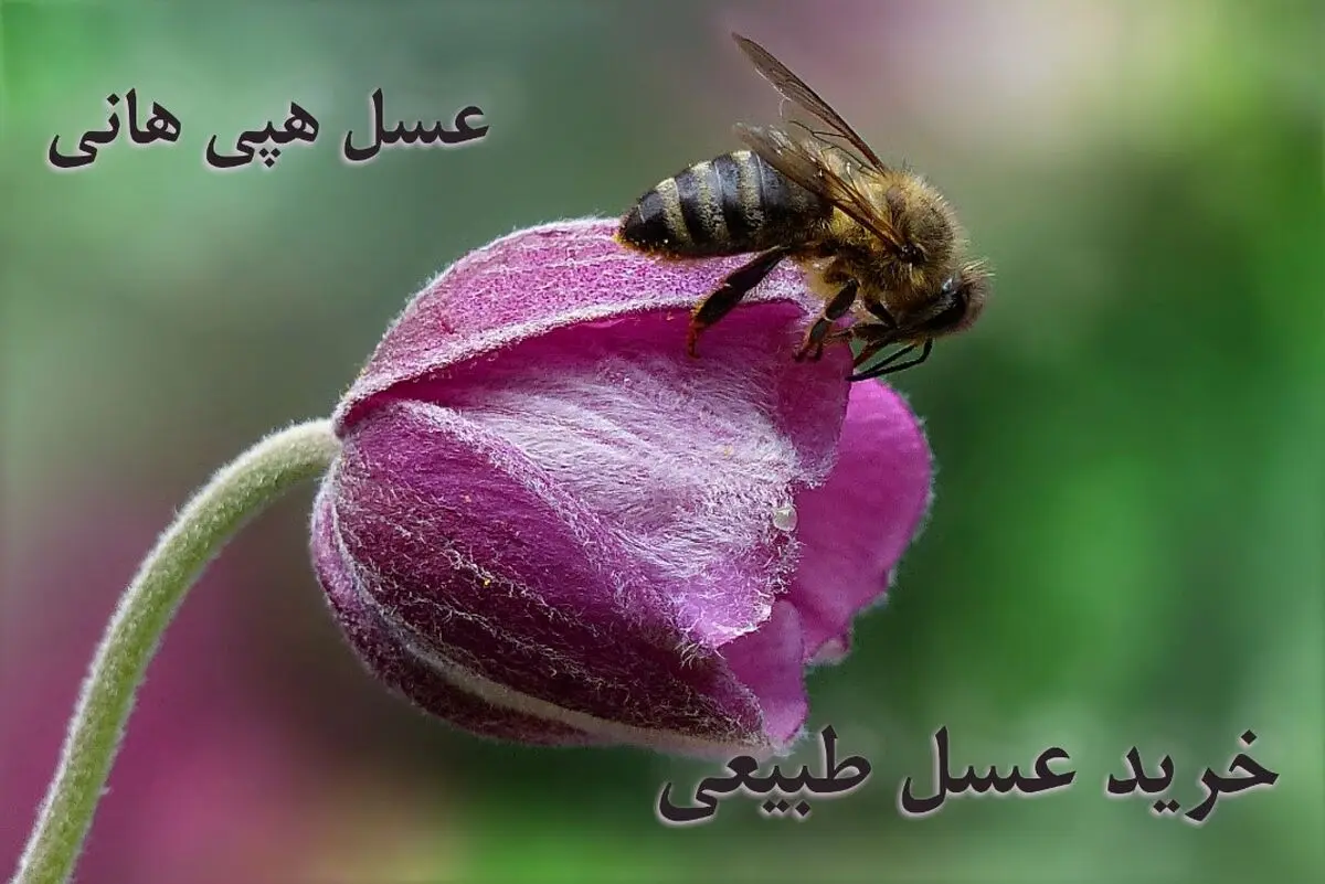 معرفی هپی هانی برای خرید اینترنتی عسل طبیعی