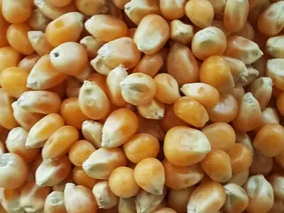 کشف 2 تن بوشار ذرت قاچاق در آزاد راه قزوین-زنجان