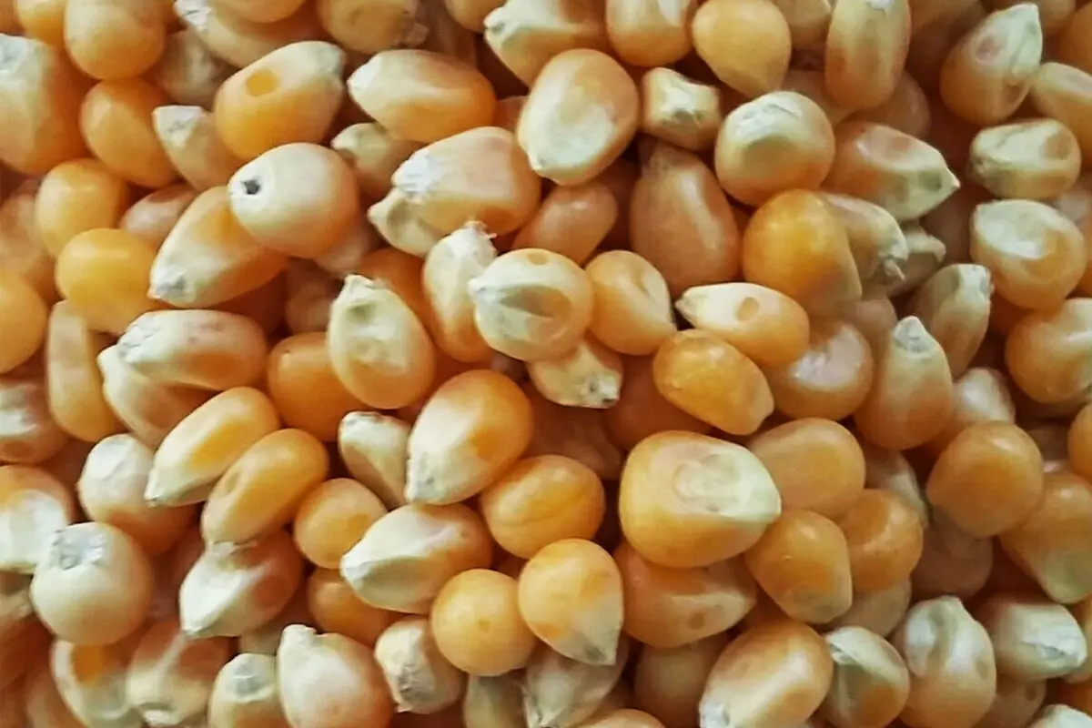 کشف 2 تن بوشار ذرت قاچاق در آزاد راه قزوین-زنجان