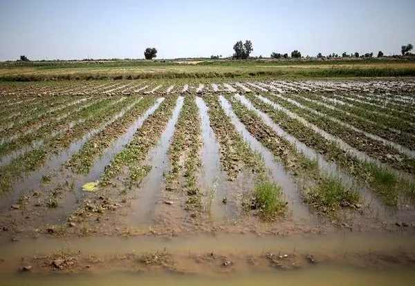 خسارت ۴۳۱ میلیارد تومانی بارش‌های بهاره به کشاورزی کرمانشاه