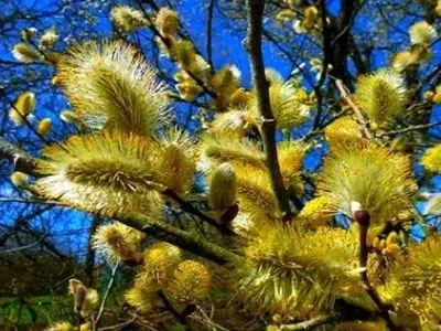 آغاز برداشت محصول بیدمشک در آذربایجان غربی/سالانه ۳۰۰۰ لیتر عرق بیدمشک در استان تولید می شود