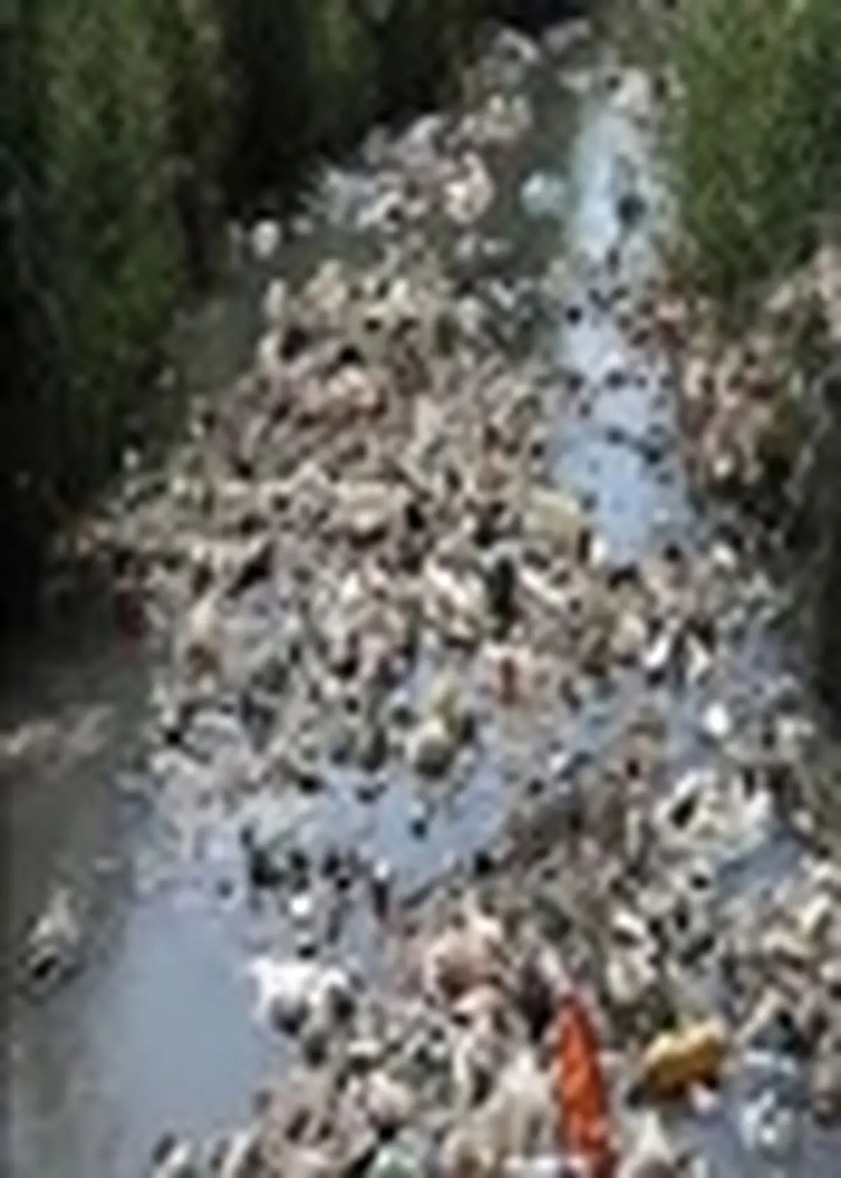 باز چرخش شیرابه سراوان موجب مدفون شدن روستای کچاء خواهد شد