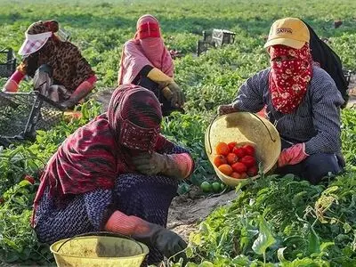 شکاف عملکردی کشاورزان نمونه و معمولی باید رفع شود / اجرای طرح ارتقاء بهره‌وری محصولات کشاورزی راهبردی در استان