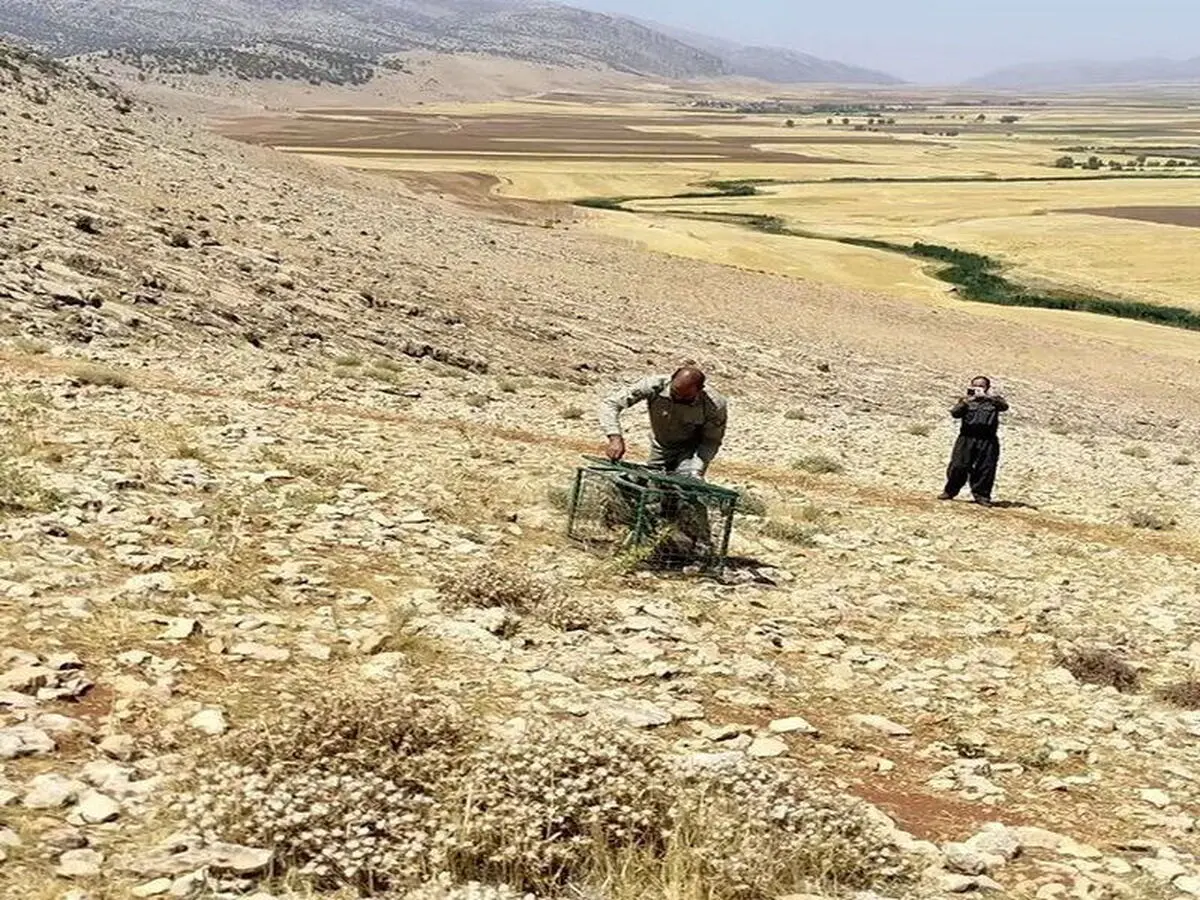 بازگشت توله خرس قهوه‌ای پس از درمان به زیستگاه اصلی خود درشهرستان  دالاهو 