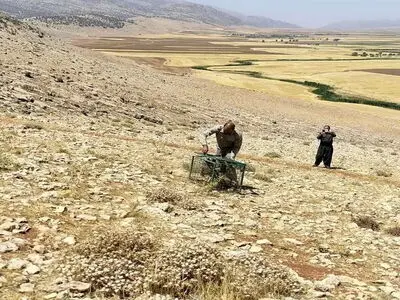 بازگشت توله خرس قهوه‌ای پس از درمان به زیستگاه اصلی خود درشهرستان  دالاهو 