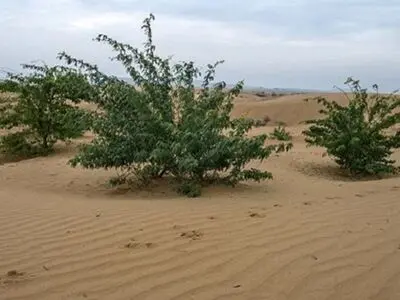 مالچ‌های غیرنفتی برای مقابله با بیابان‌زایی توسعه می‌یابد/ استفاده از نوآوری‌های نرم‌افزاری و سخت‌افزاری در طرح کاشت یک میلیارد درخت