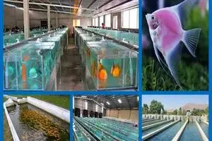 ایجاد و تحقق زنجیره آبزی‌پروری استان مرکزی در گرو 15 هزار میلیارد ریال