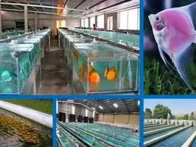 ایجاد و تحقق زنجیره آبزی‌پروری استان مرکزی در گرو 15 هزار میلیارد ریال