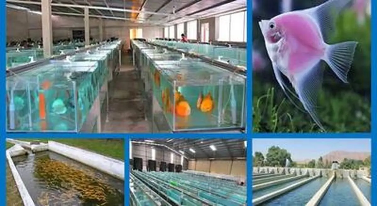 ایجاد و تحقق زنجیره آبزی‌پروری استان مرکزی در گرو 15 هزار میلیارد ریال