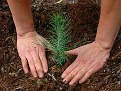 کاشت ۲۰۰ هزار نهال در منازل تهرانی‌ها تا پایان سال