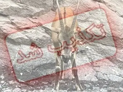 شیوع بیماری اکتیما در حیات وحش طالقان، تکذیب شد