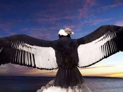 تولید باورنکردنی برق با الهام از کرکس