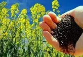 آغاز خرید تضمینی دانه‌های روغنی کلزا در زنجان