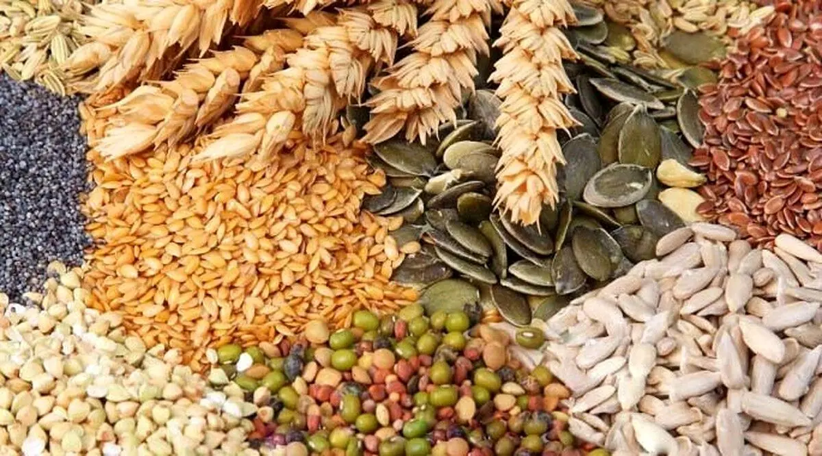 مجوز تولید دانه‌های روغنی به واردکنندگان داده شد