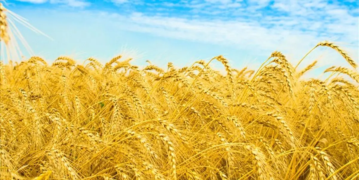خرید تضمینی بیش از 288 هزار تن گندم از زارعان آذربایجان‌غربی