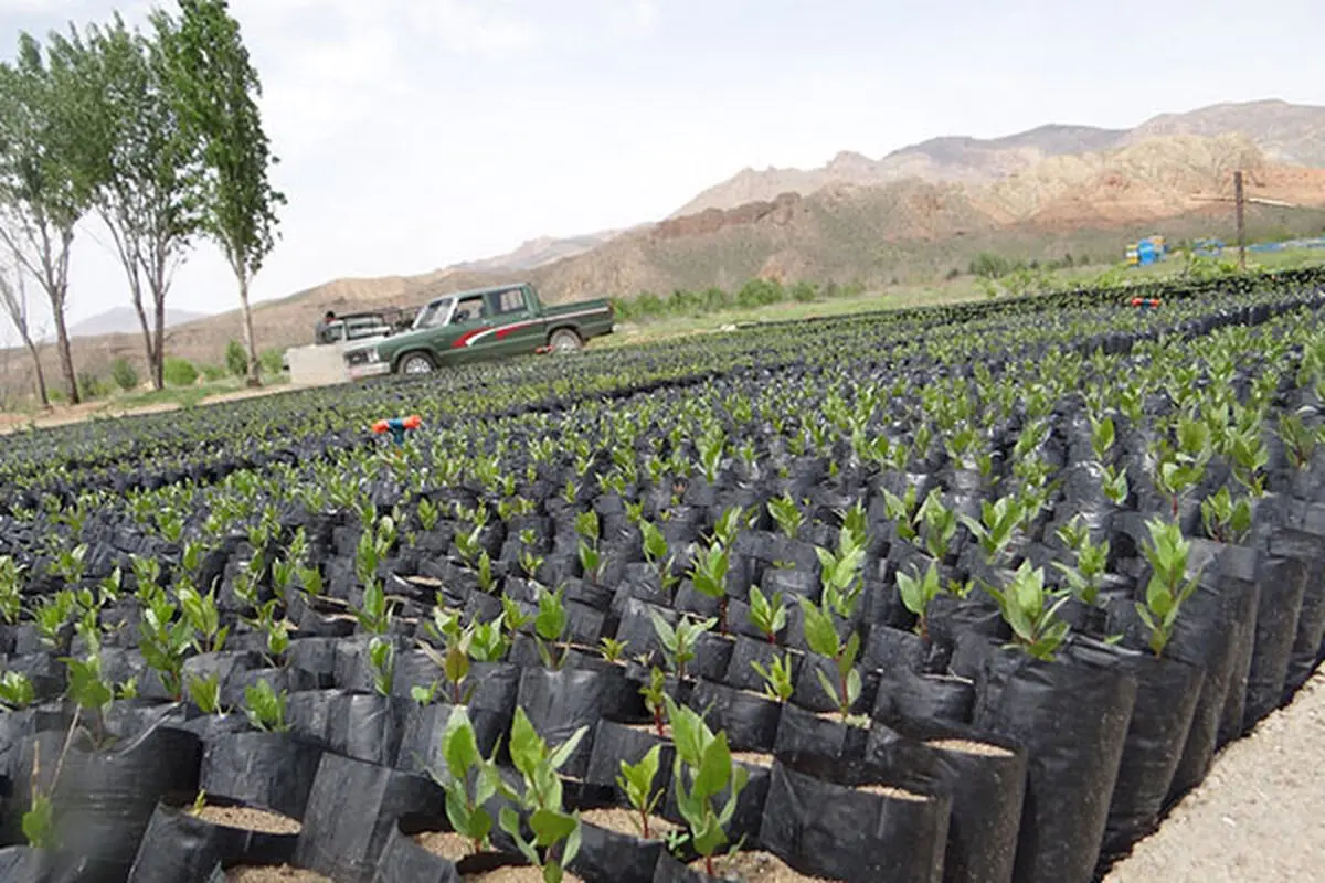 کاشت ۳۶۰۰ نهال پسته به نفع خانواده های کم برخوردار و توسعه فضای سبز در خسروشاه تبریز